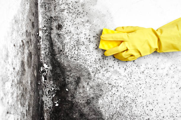 Best Mold Removal and Inspection  in Ferron, UT