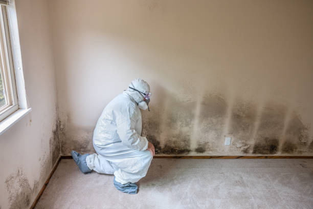 Best Commercial Mold Removal  in Ferron, UT